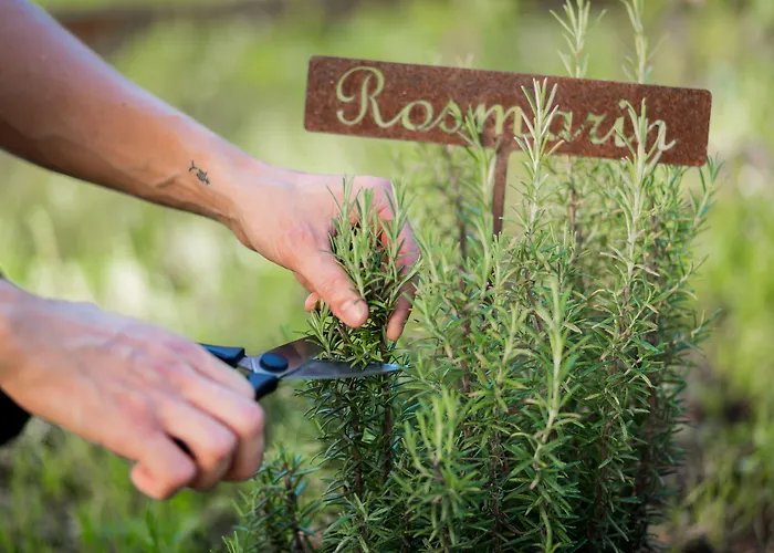 Held フューゲン